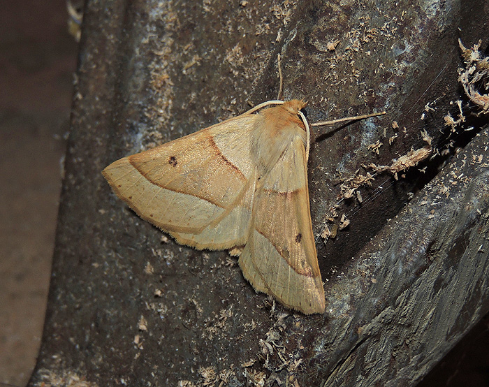 Crocallis elinguaria Geometridae